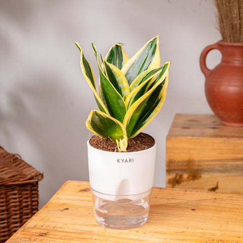 Lucky Jade & Golden Hahnii Snake Plant Combo Self Watering Pot