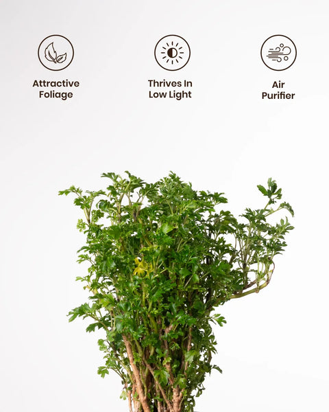 Aralia Green Plant with Medium Metal Self Watering Pot