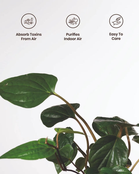 Betel Leaf Plant with Medium Metal Self Watering Pot