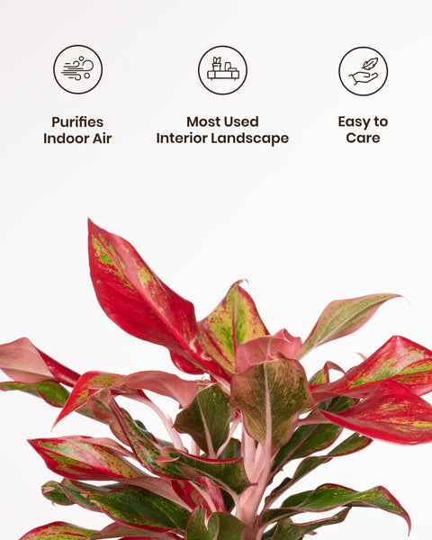 Aglaonema Lipstick Plant with Medium Metal Self Watering Pot