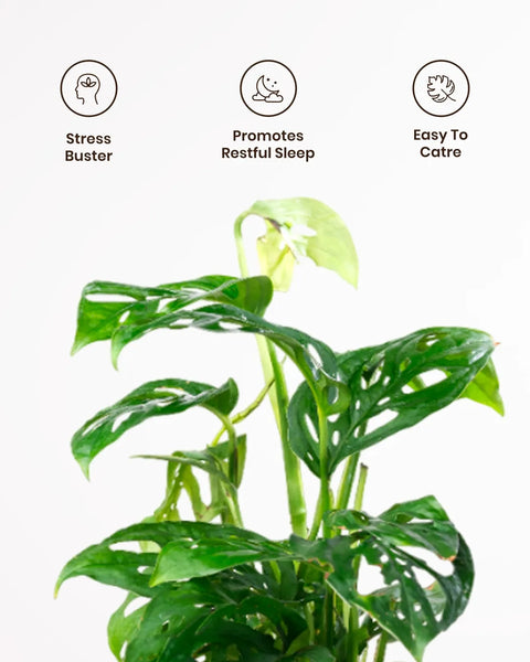 Philodendron Broken Heart Plant with Medium Metal Self Watering Pot