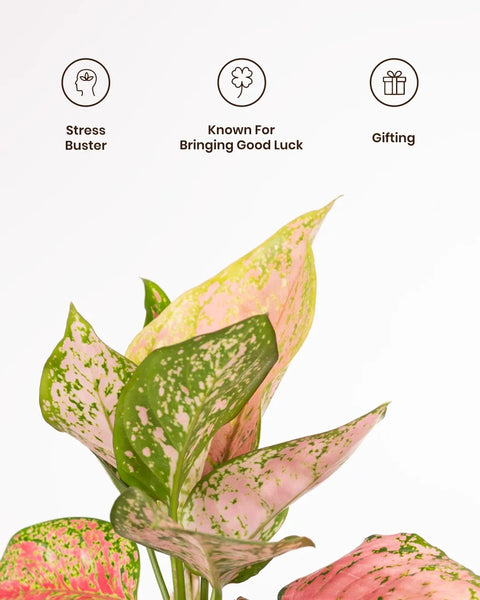 Aglaonema Pink Valentine Plant with Medium Metal Self Watering Pot