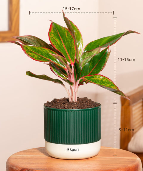 Aglaonema Lipstick Plant With Mylo Self Watering Pot - Paytm Exclusive