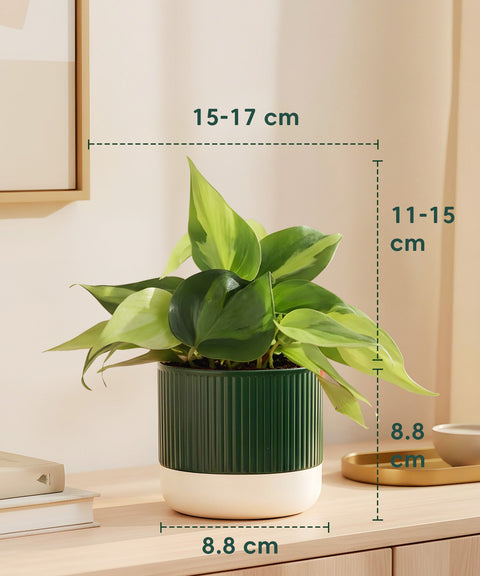 Philodendron Oxycardium Variegated Plant With Mylo Planter