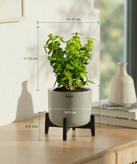 Jade Plant with Aira Pot