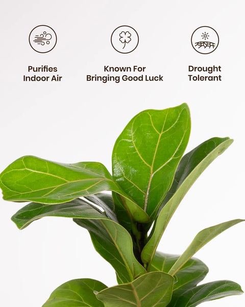Fiddle Fig Plant with Medium Metal Self Watering Pot