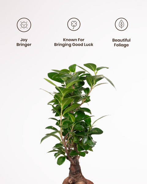 Lucky Bonsai Plant with Medium Metal Self Watering Pot