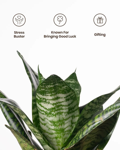 Green Snake Plant with Medium Metal Self Watering Pot