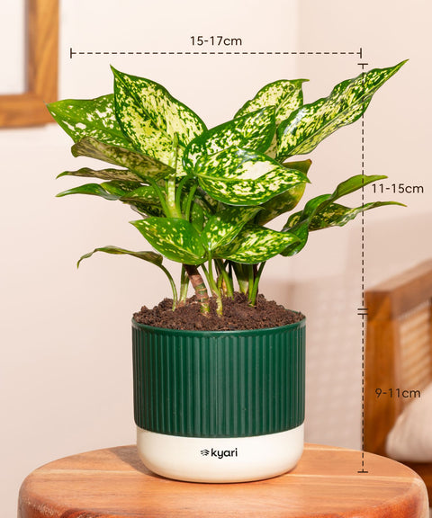 Aglaonema Snow White Plant With Mylo Self Watering Pot