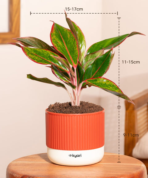 Aglaonema Lipstick Plant With Mylo Self Watering Pot - Paytm Exclusive