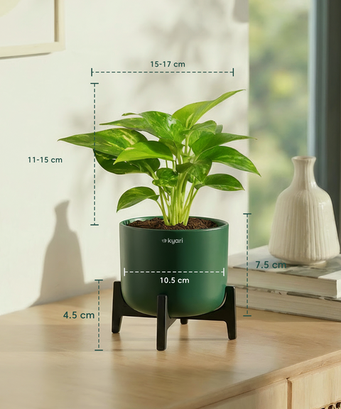 Money Varigated Plant with Aira Pot