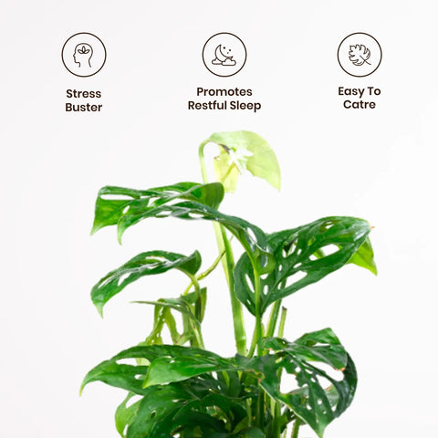 Philodendron Broken Heart Plant with Medium Metal Self Watering Pot