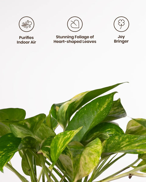 Money Variegated Plant with Medium Metal Self Watering Pot