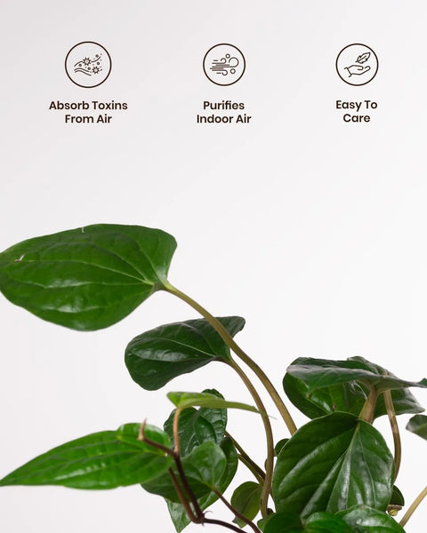 Betel Leaf Plant with Medium Metal Self Watering Pot