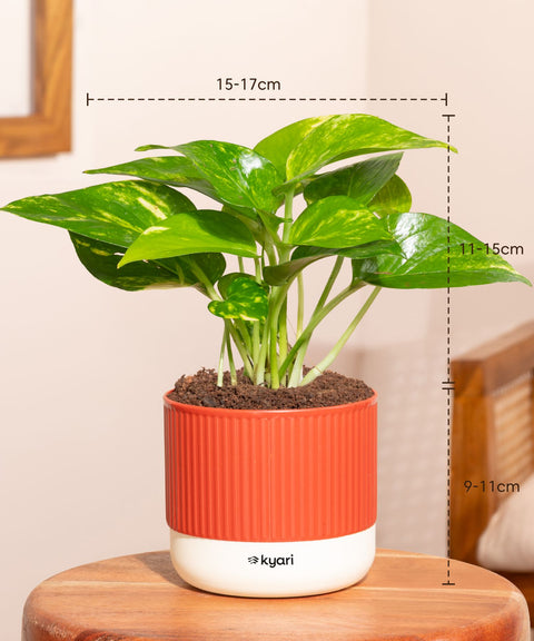 Money Variegated Plant With Mylo Self Watering Pot