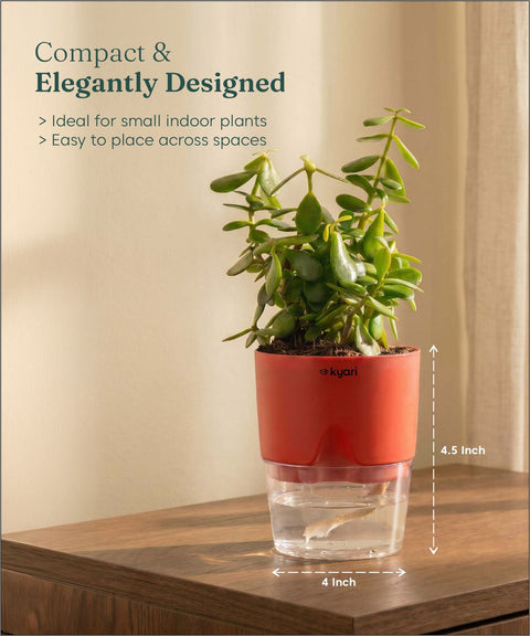 Lucky Jade Plant With Self Watering Pot