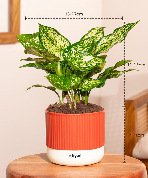 Aglaonema Snow White Plant With Mylo Self Watering Pot