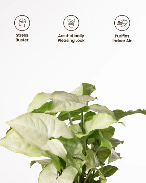 Syngonium Pixie White Plant with Medium Metal Self Watering Pot