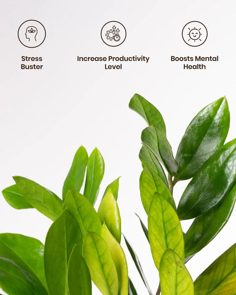 Zamia Green - ZZ Plant with Medium Metal Self Watering Pot