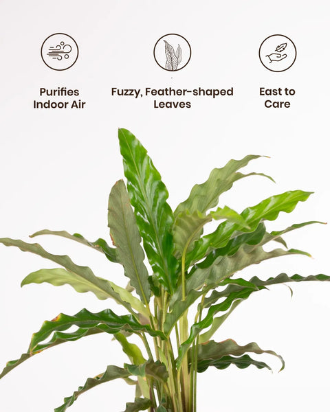 Calathea Rufibarba Plant with Medium Metal Self Watering Pot