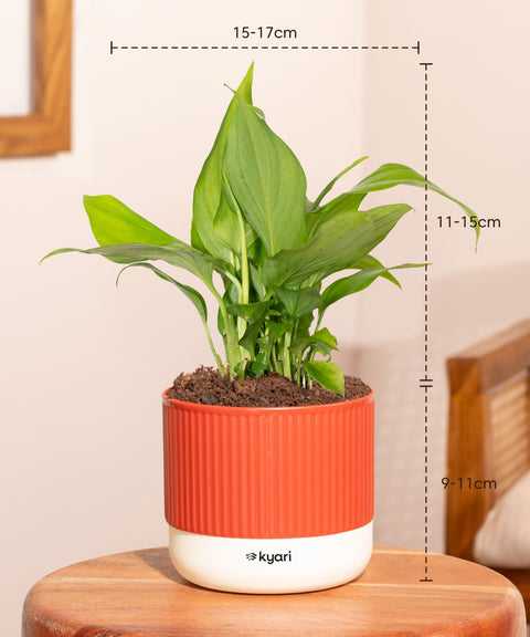 Peace Lily Plant With Mylo Self Watering Pot - Paytm Exclusive