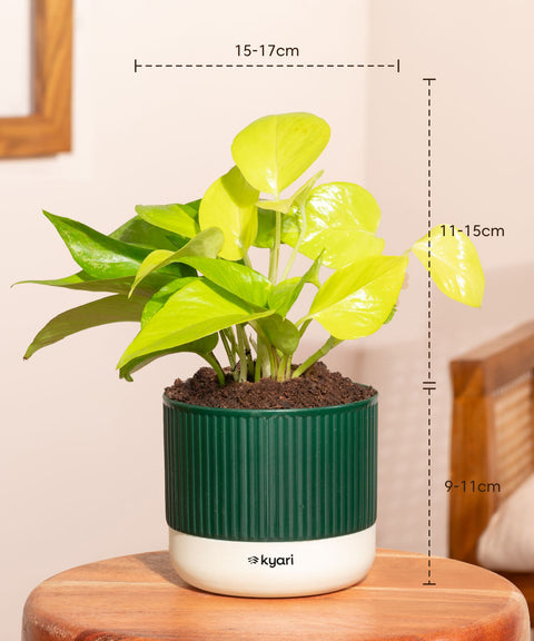 Golden Money Plant With Mylo Self Watering Pot