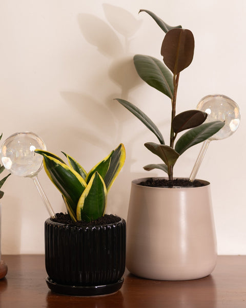 KYARI Plant Watering Globe - pack of 1