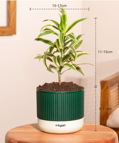 Song Of India Plant With Mylo Self Watering Pot