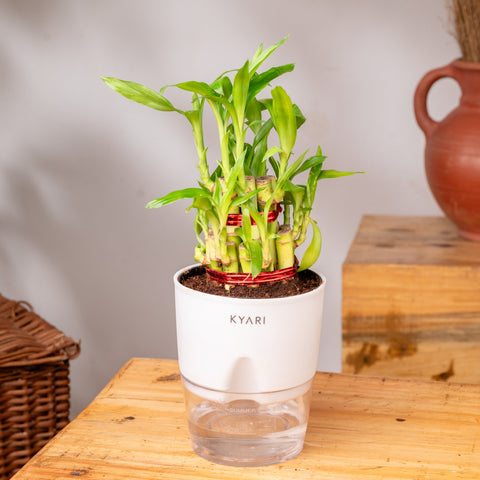 Broken Heart, Lucky Bamboo & Calathea Triostar Plant Combo