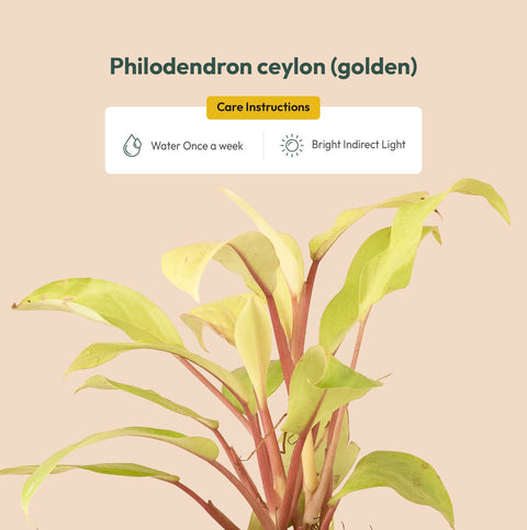 philodendron ceylon golden Philodendron Ceylon (Golden) Plant With Self Watering Pot – shop.kyari