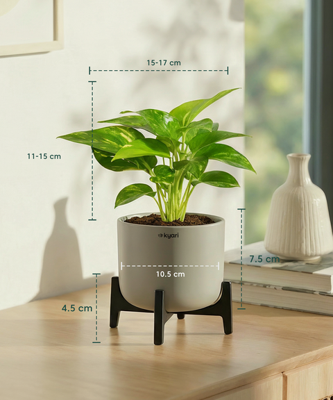 Money Varigated Plant with Aira Pot