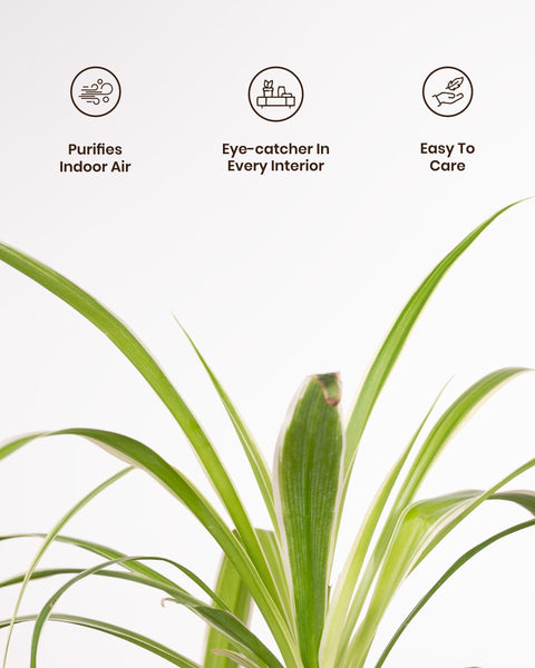 Spider Plant with Medium Metal Self Watering Pot