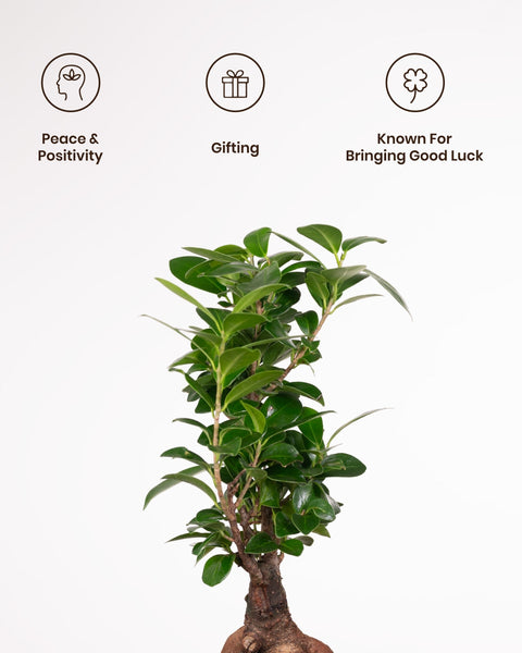 Lucky Bonsai Plant with Medium Metal Self Watering Pot