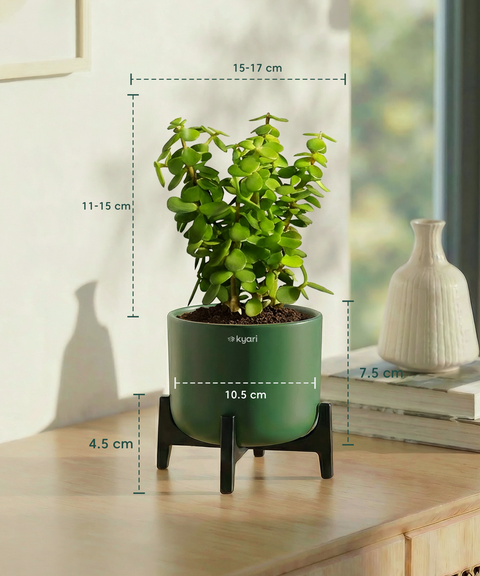 Jade Plant with Aira Pot