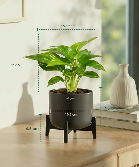 Money Varigated Plant with Aira Pot