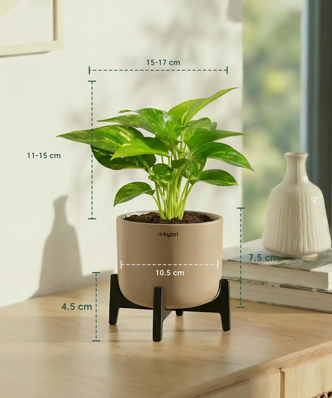 Money Varigated Plant with Aira Pot