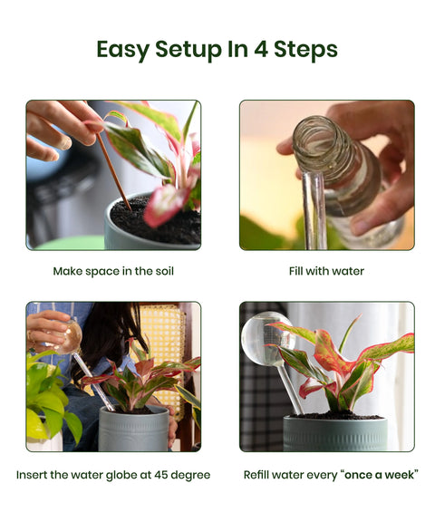 Plant Watering Globe