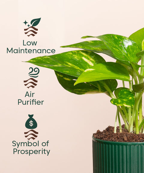 is money plant an air purifier Money Variegated Plant With Mylo Self Watering Pot – shop.kyari