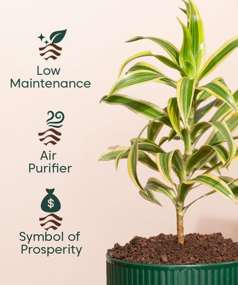 Song Of India Plant With Mylo Self Watering Pot