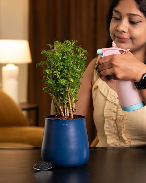 Aralia Green Plant With Self Watering Pot - Cred