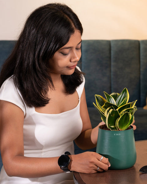 Golden Hahnii Snake Plant with Medium Metal Self Watering Pot
