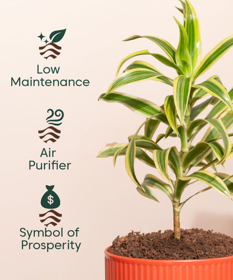 Song Of India Plant With Mylo Self Watering Pot