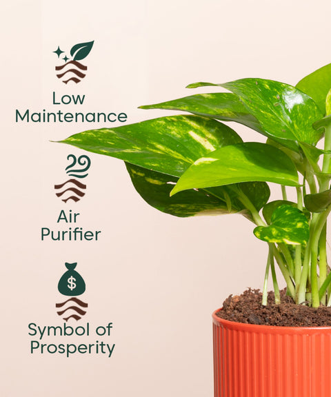 Money Variegated Plant With Mylo Self Watering Pot