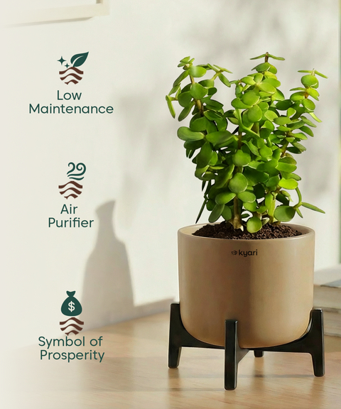 Jade Plant with Aira Pot