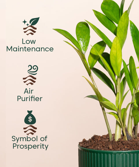 Zamia Green - ZZ Plant With Mylo Self Watering Pot- Paytm Exclusive