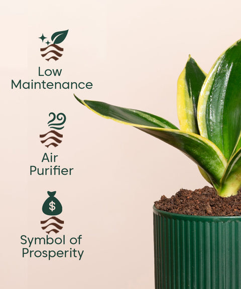 Golden Hahnii Snake Plant With Mylo Self Watering Pot - Paytm Exclusive