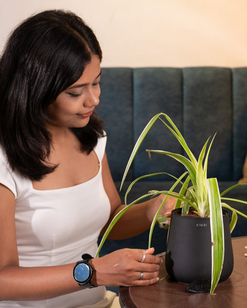 Spider Plant with Medium Metal Self Watering Pot