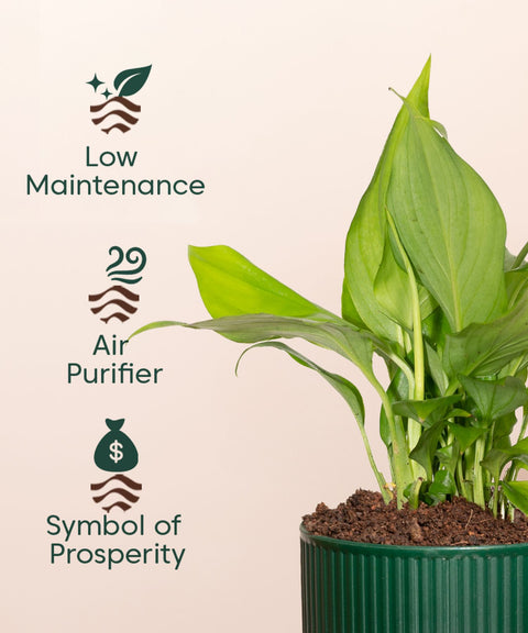 Peace Lily Plant With Mylo Self Watering Pot - Paytm Exclusive