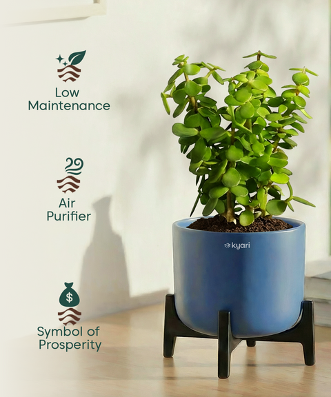 Jade Plant with Aira Pot