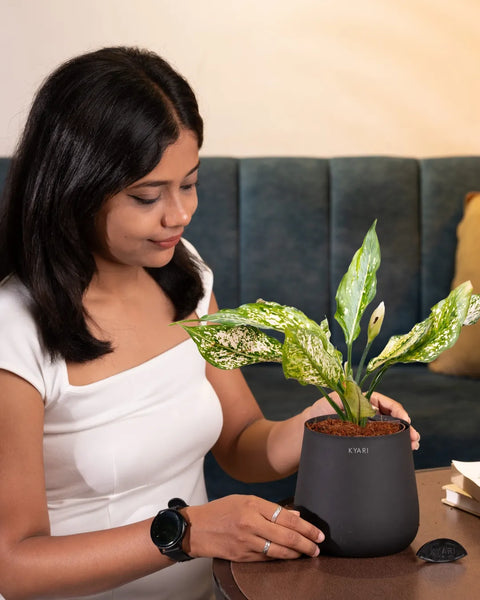 Aglaonema Snow White Plant with Medium Metal Self Watering Pot